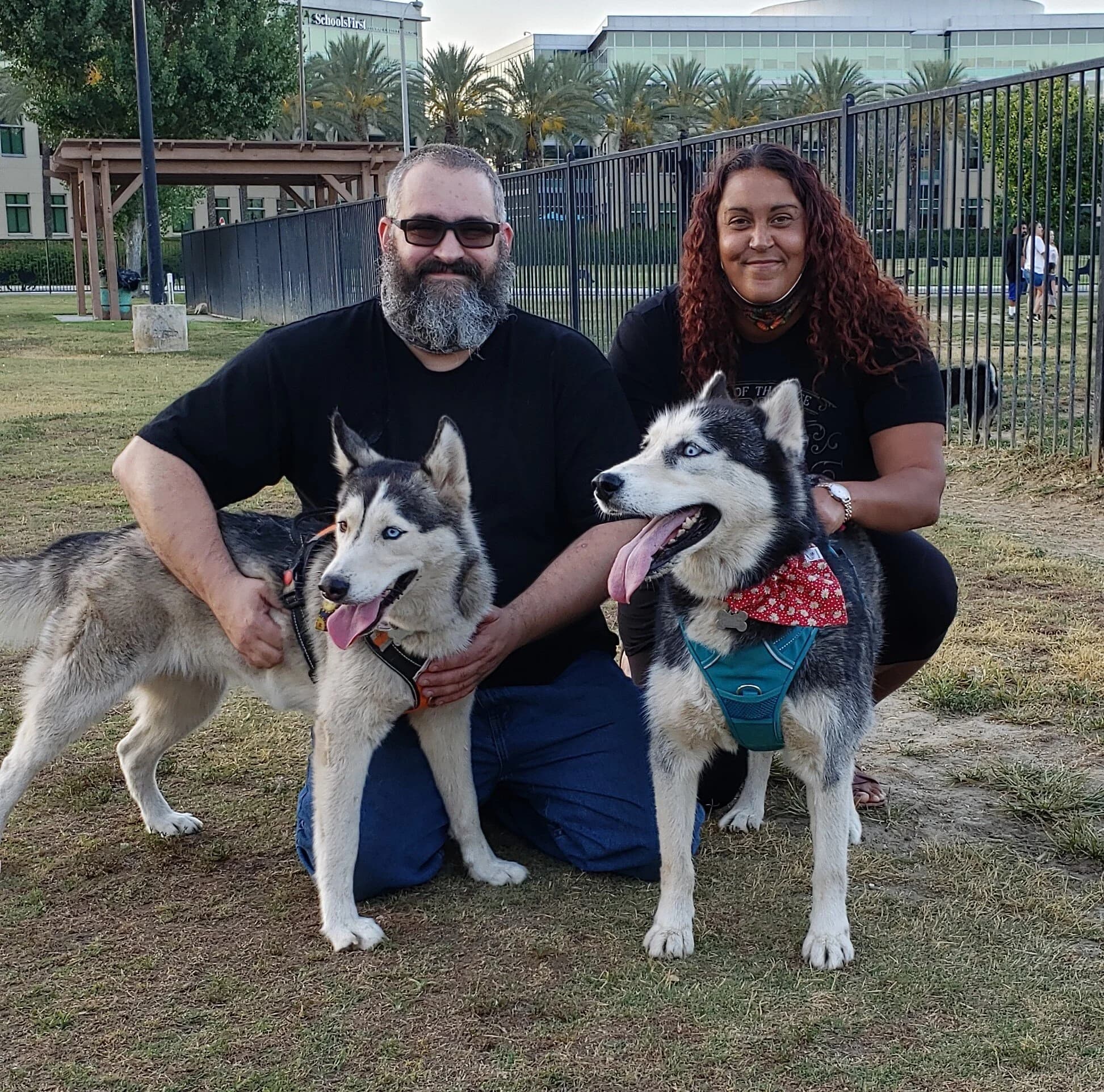 A couple kneeling outdoors in a park with two energetic blue-eyed Siberian Huskies on harnesses