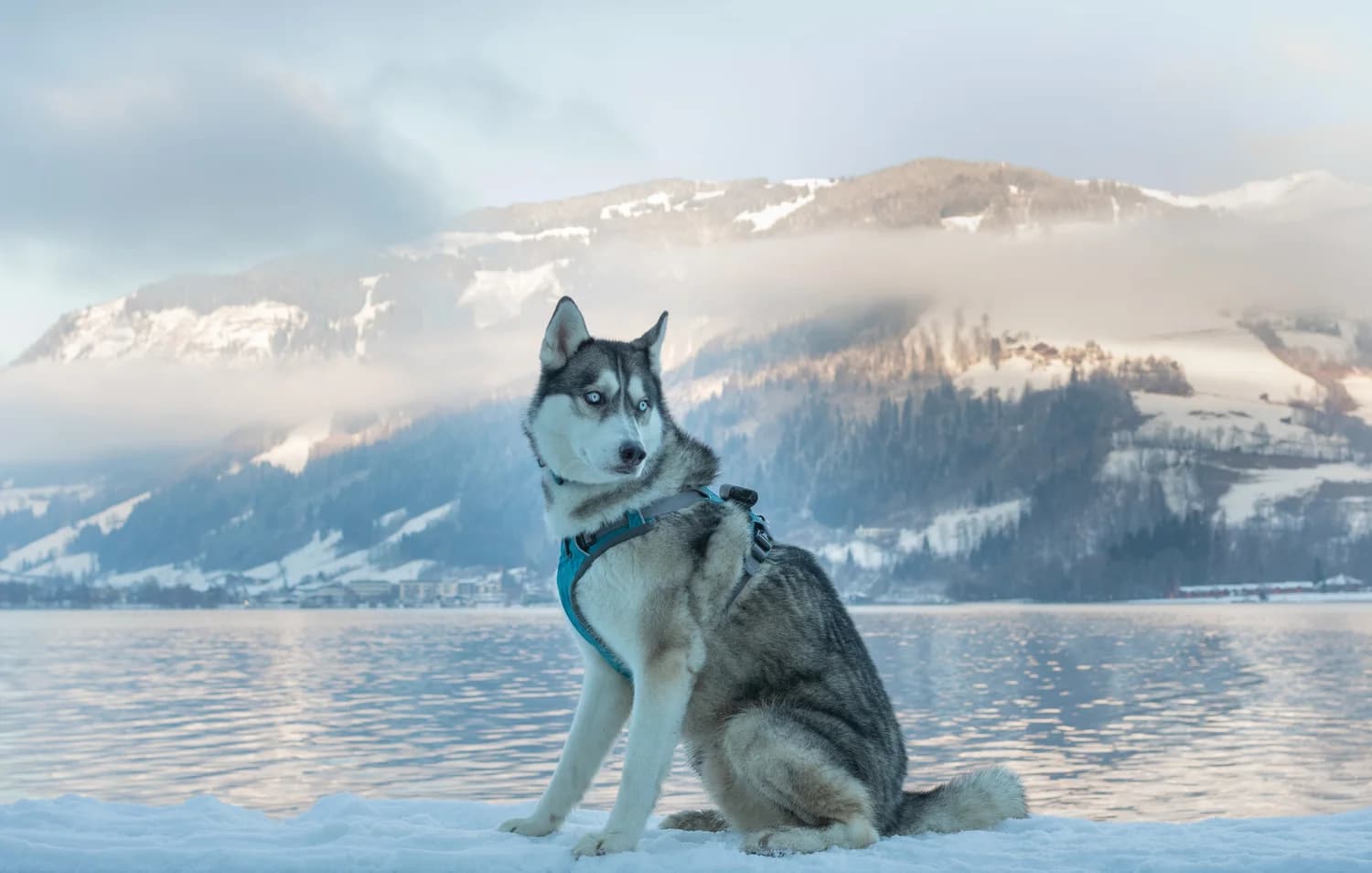 A Siberian Husky with striking blue eyes sits in the snow beside an alpine lake